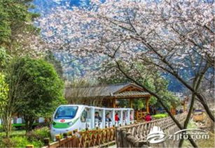 市區接送 至尊vip品質3日游 張家界,袁家界,阿凡達懸浮山,金鞭溪大峽谷,十里畫廊,黃龍洞,天門山 ,馬蜂窩自由行 馬蜂窩自由行