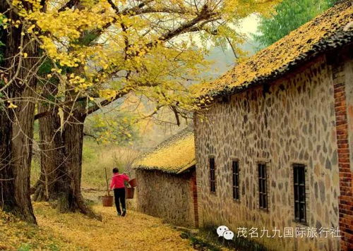 11月9日,16日 299元 人 金秋童話世界桂林靈川海洋鄉觀賞萬畝銀杏 大圩古鎮 恭城柿子之鄉 十里畫廊3天純玩團